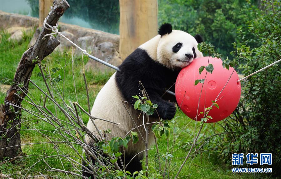 （环境）（7）青海西宁：大熊猫乐享高原生活